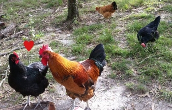 rooster advances.jpg