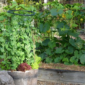 Snap Pea In Pot With Pumpkin Growing On Trellis In Background