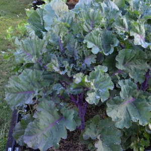 Brukale Growing In Vegetable Patch Garden On Own