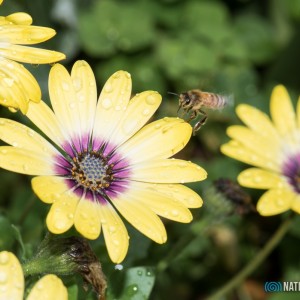 Honey Bee Flower