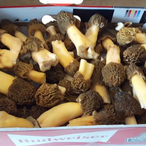 I will miss the morels here in Ontario.JPG