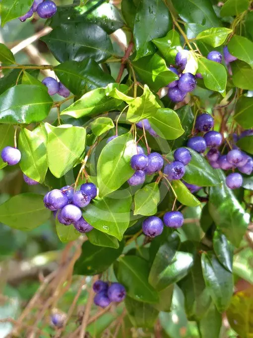 Fruit & Vegetables Aussie Bush Tucker An Introduction to Common