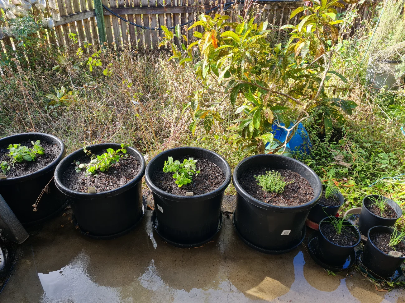 New herbs for the garden 🌿