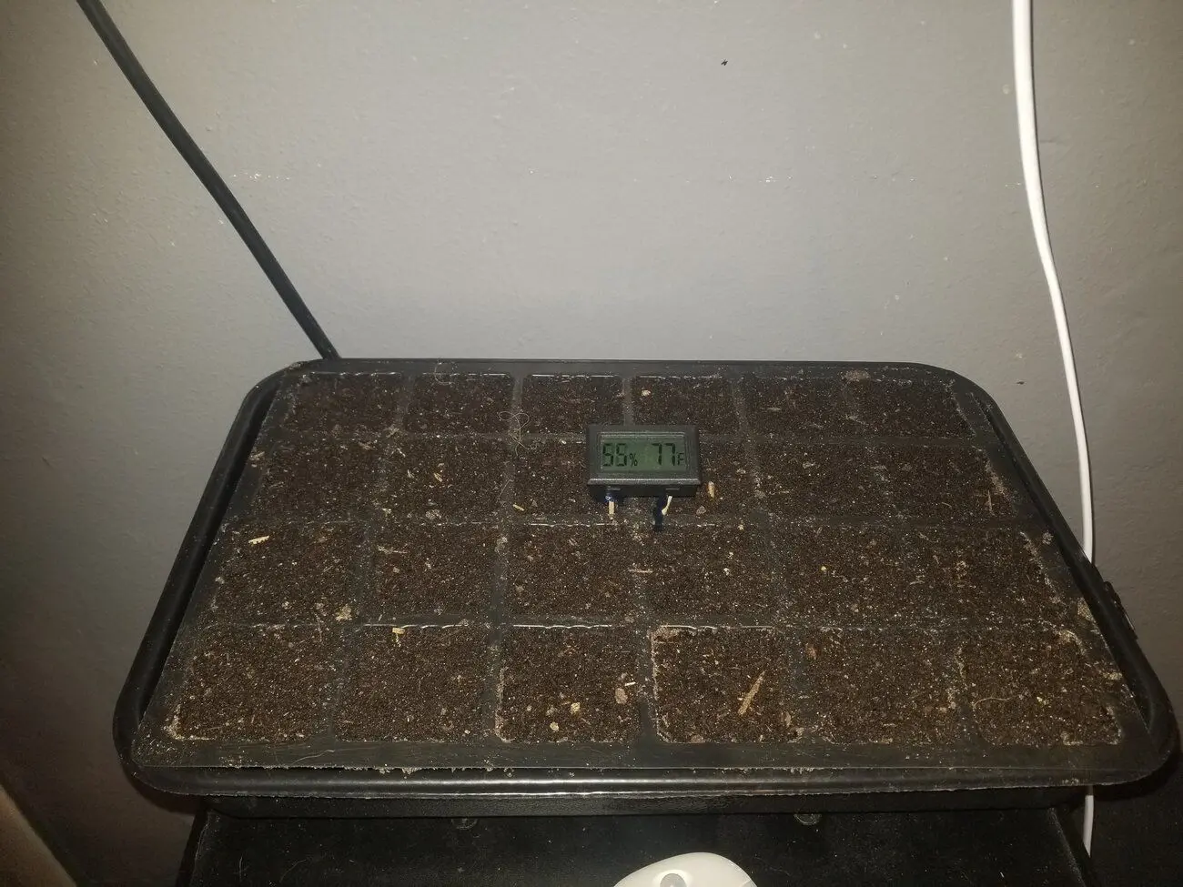 Tomato Seedling Issues