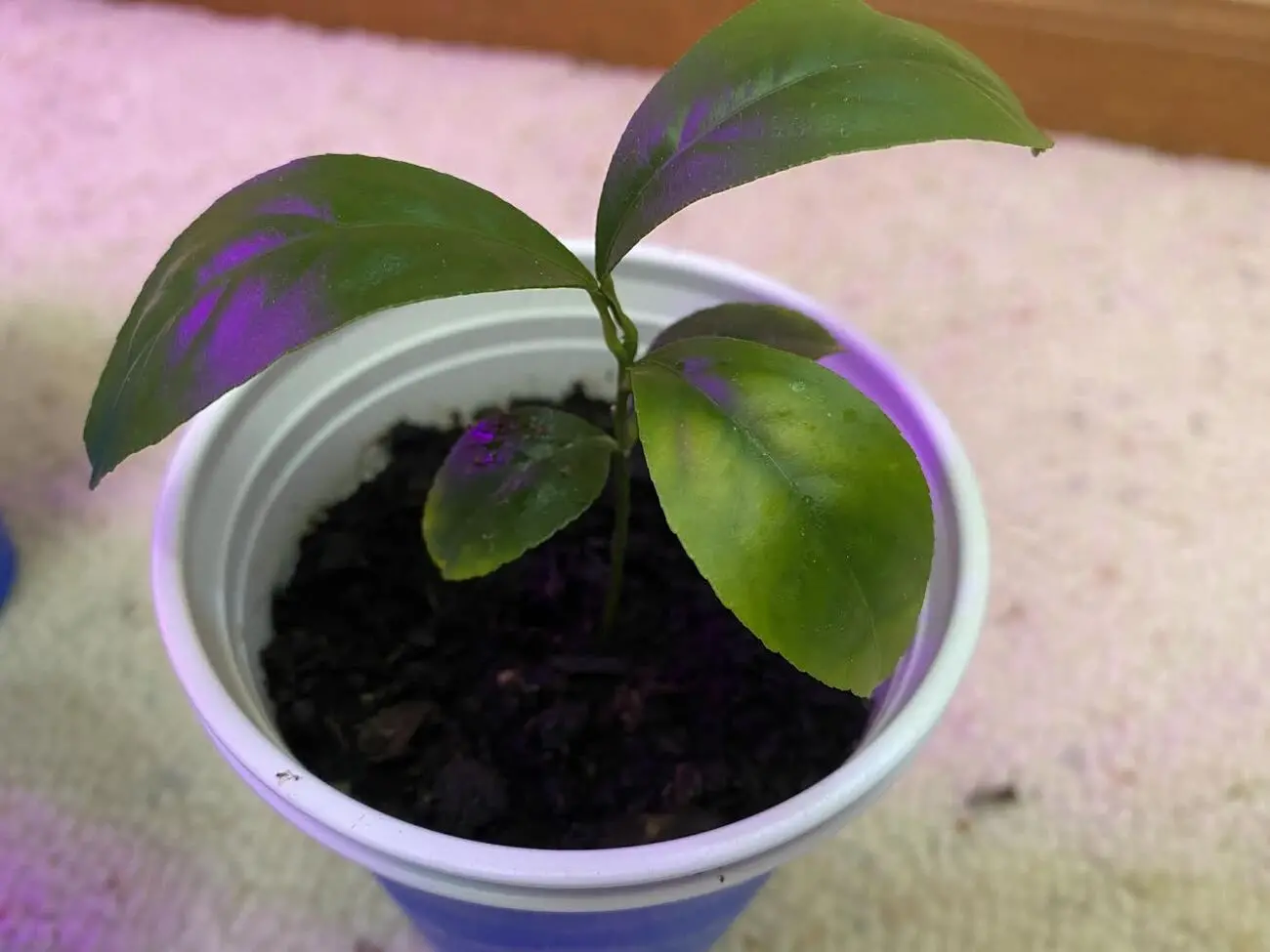 Help with Lemon Seedlings!