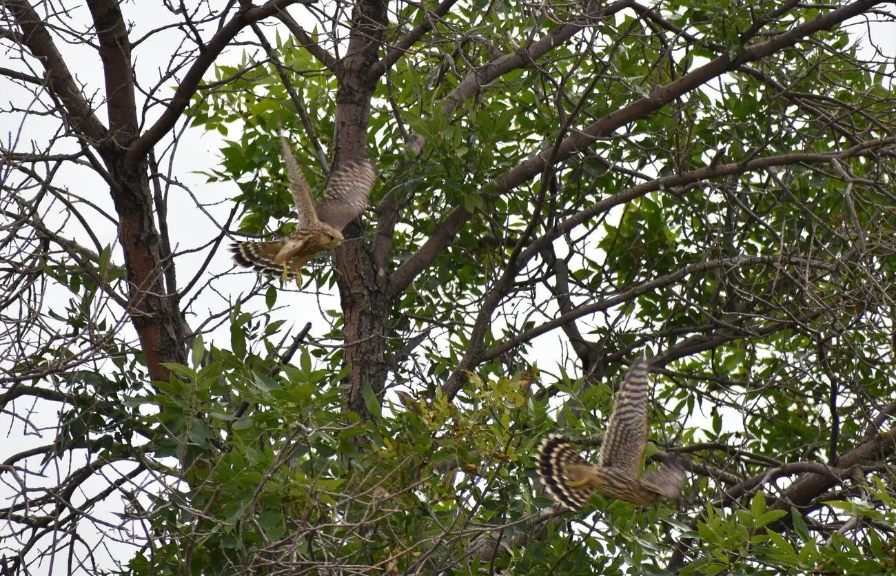 Let Me Tell You About the Birds and the Bees and the Flowers and the Trees