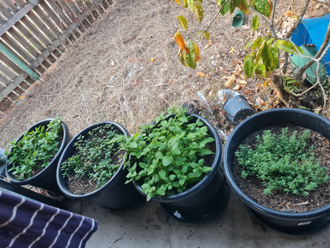 New herbs for the garden 🌿