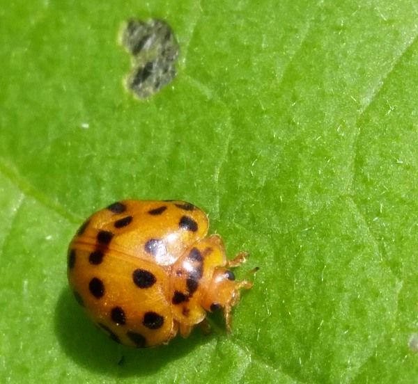 26 28 spotted ladybug pest eating hole in eggplant leaf.jpg