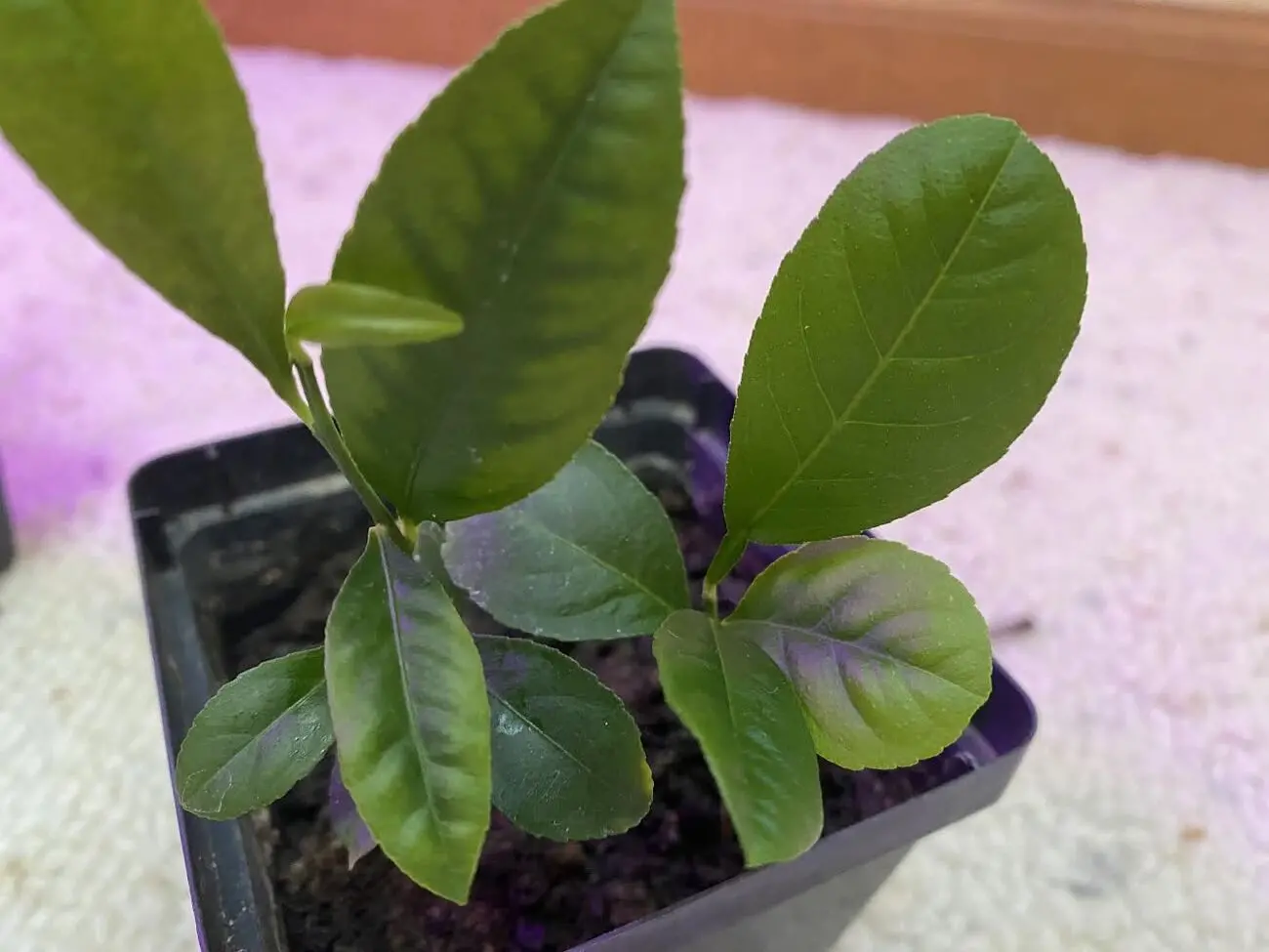 Help with Lemon Seedlings!