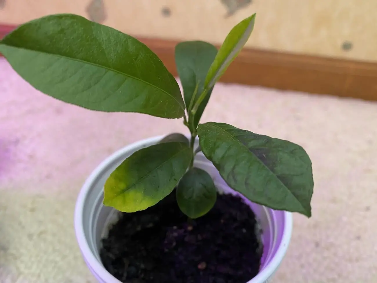 Help with Lemon Seedlings!