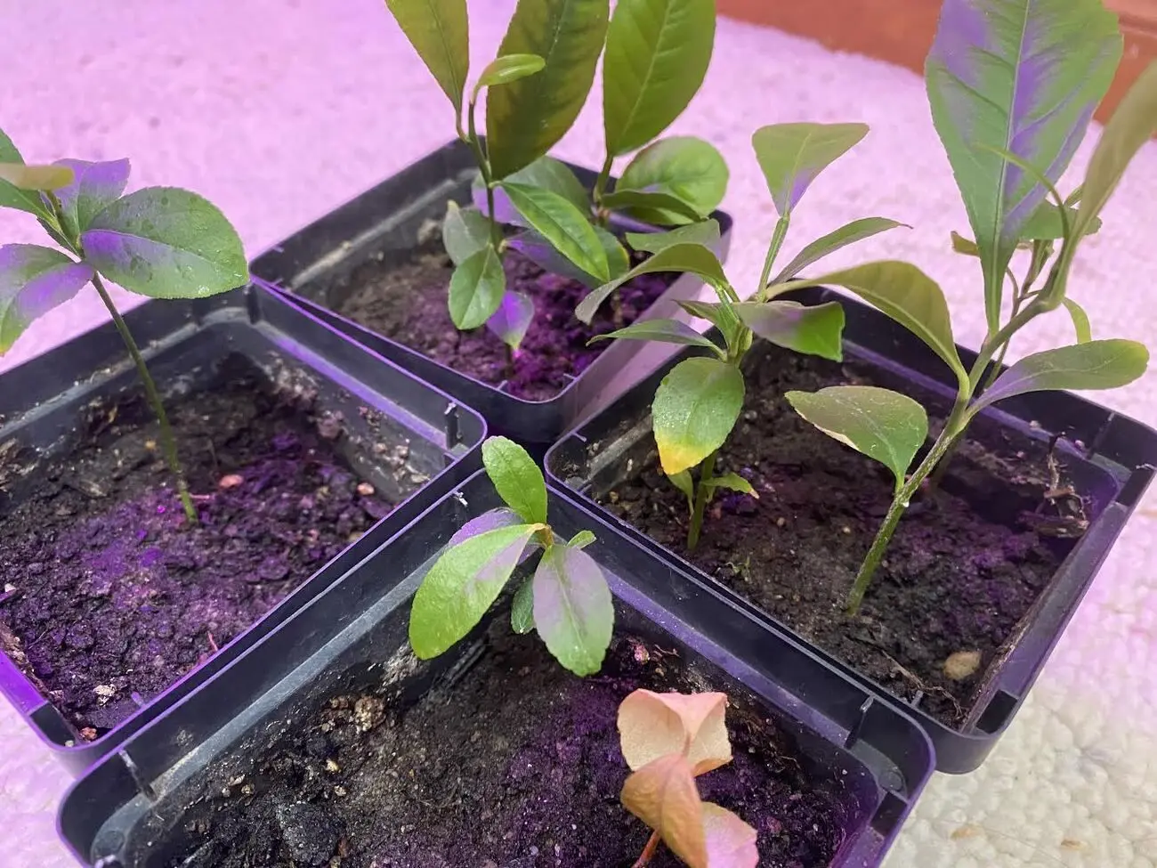 Help with Lemon Seedlings!