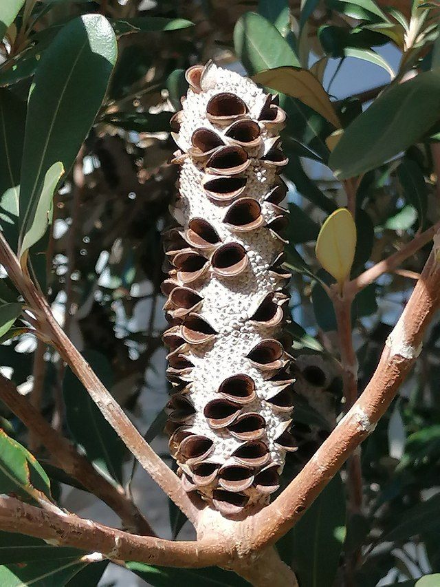Banksia integrifolia [seed pod discharged wikicommons].jpg