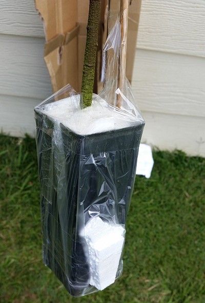 base pot covered plastic packaged small fruit tree plant purchased off eBay.jpg