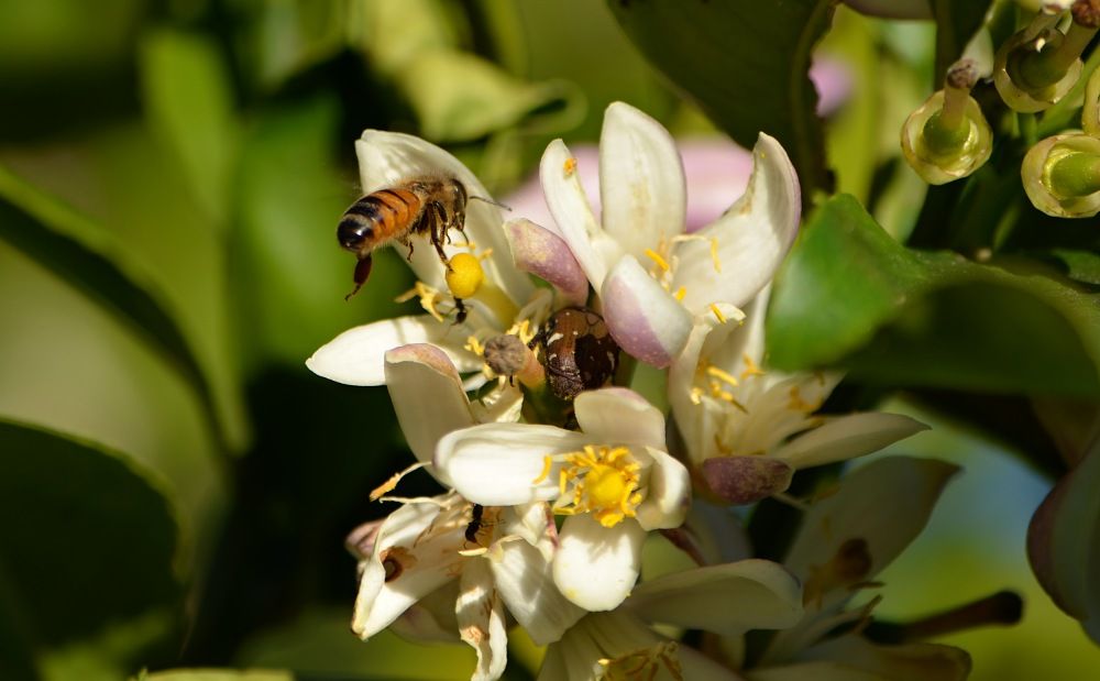 Bee and flower beetle.jpg