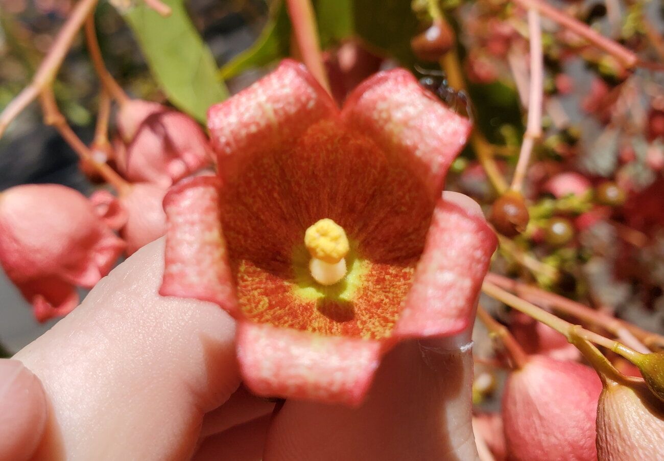 Brachychiton acerifolius [Flower - Newington] 20221208_113150 sml.jpg