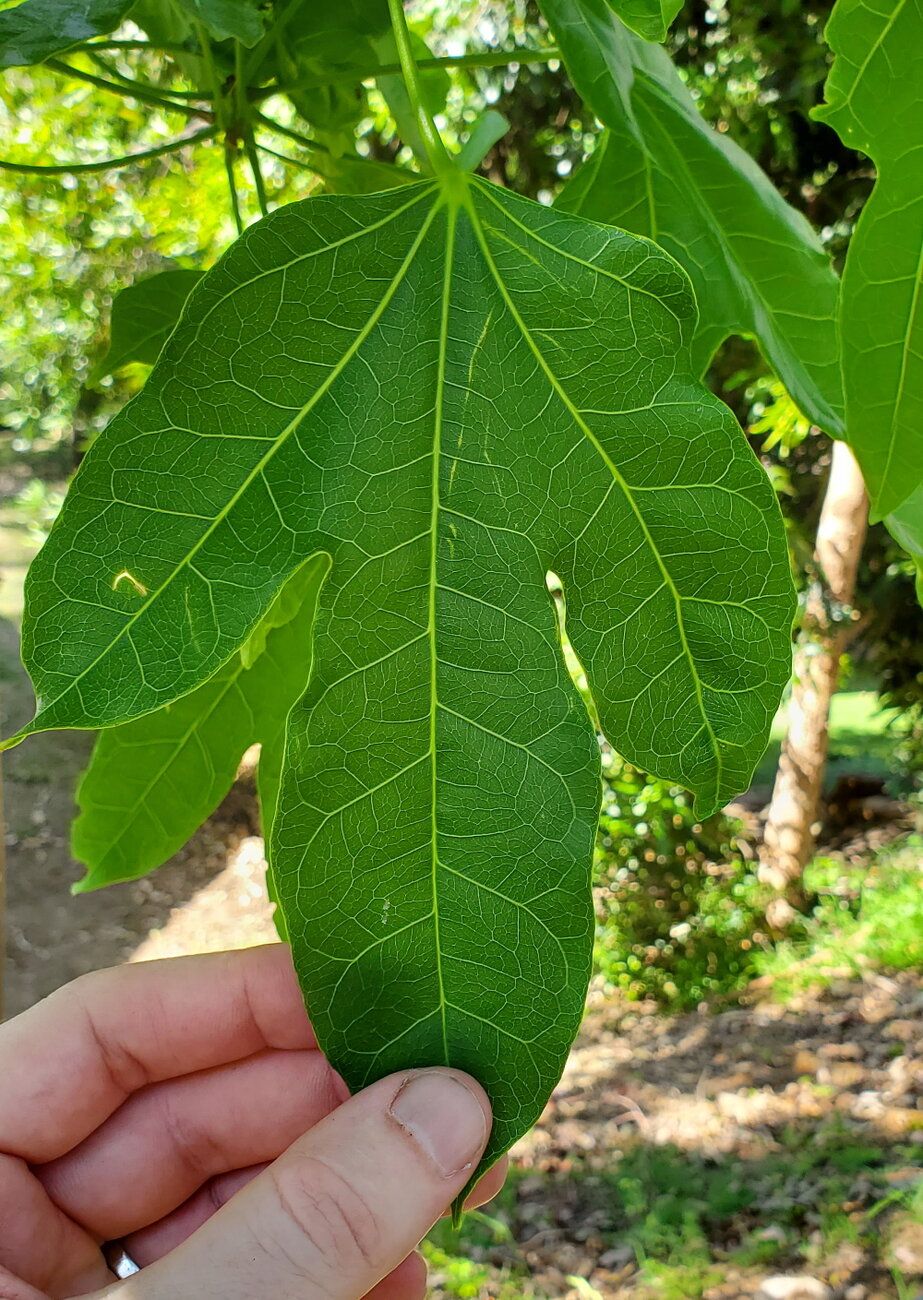 Brachychiton acerifolius [Leaf - Hornsby] 20221211_160157 sml.jpg