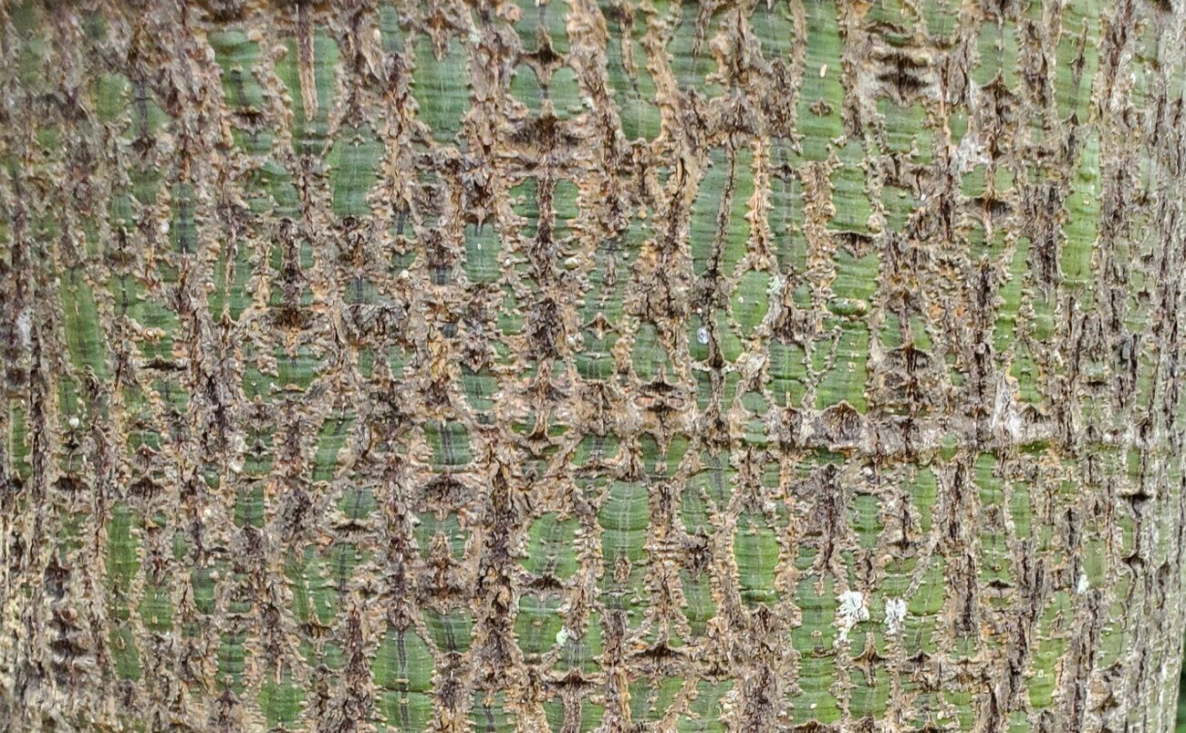 Brachychiton bicolor [trunk - Mt. Annan] 20230520_141752 sml.jpg