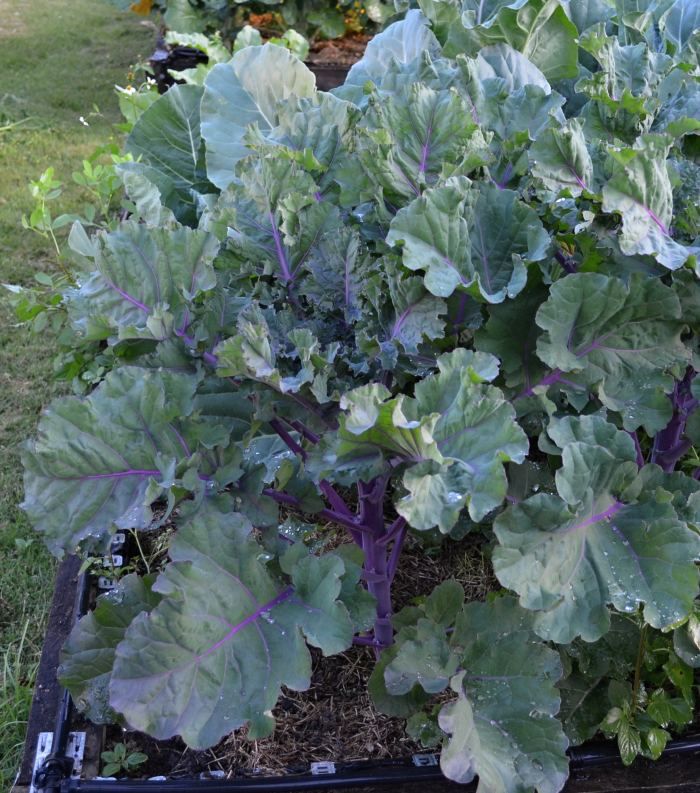 Brukale growing in vegetable patch garden on own.jpg