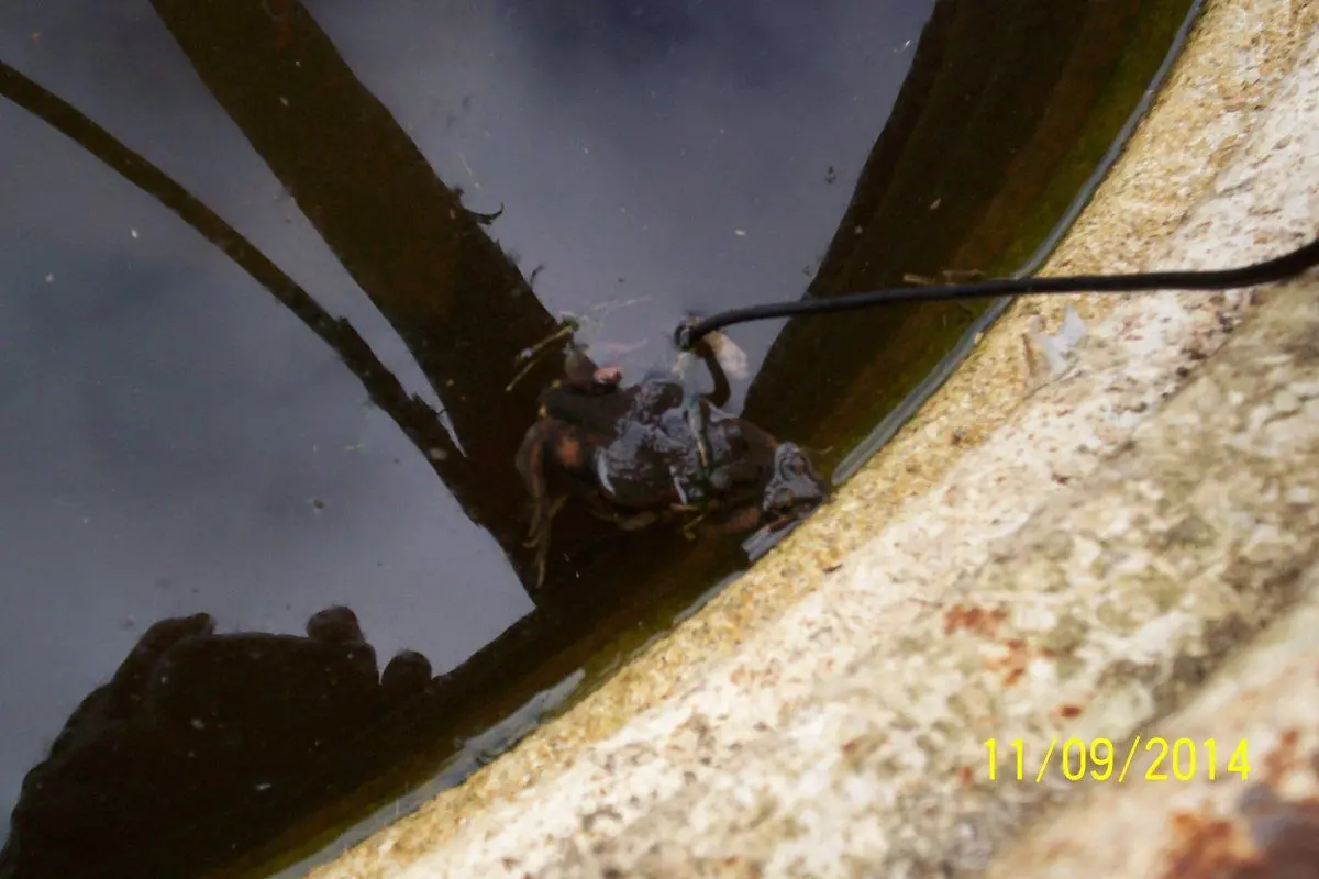 My new pets Self Sufficient Culture