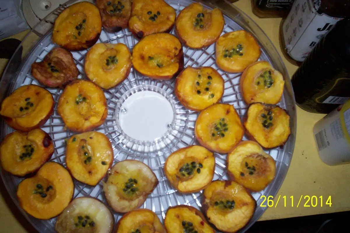 Dehydrating Nectarines, Peacharines and early Peaches Self Sufficient