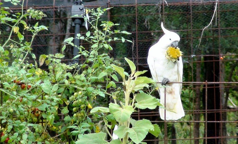 Cockatoo eating sunflower flower in vegetable garden.jpg