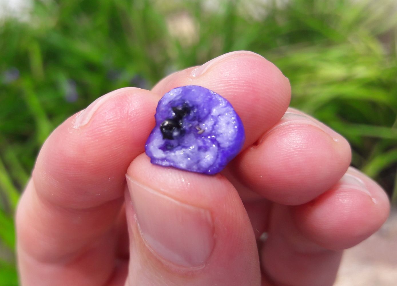 Dianella caerulea [cut fruit - The Forts, Magnetic Is, 2022] sml.jpg