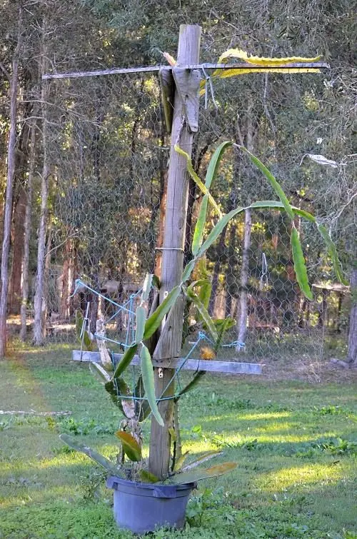 Dragon fruit support frame. Self Sufficient Culture