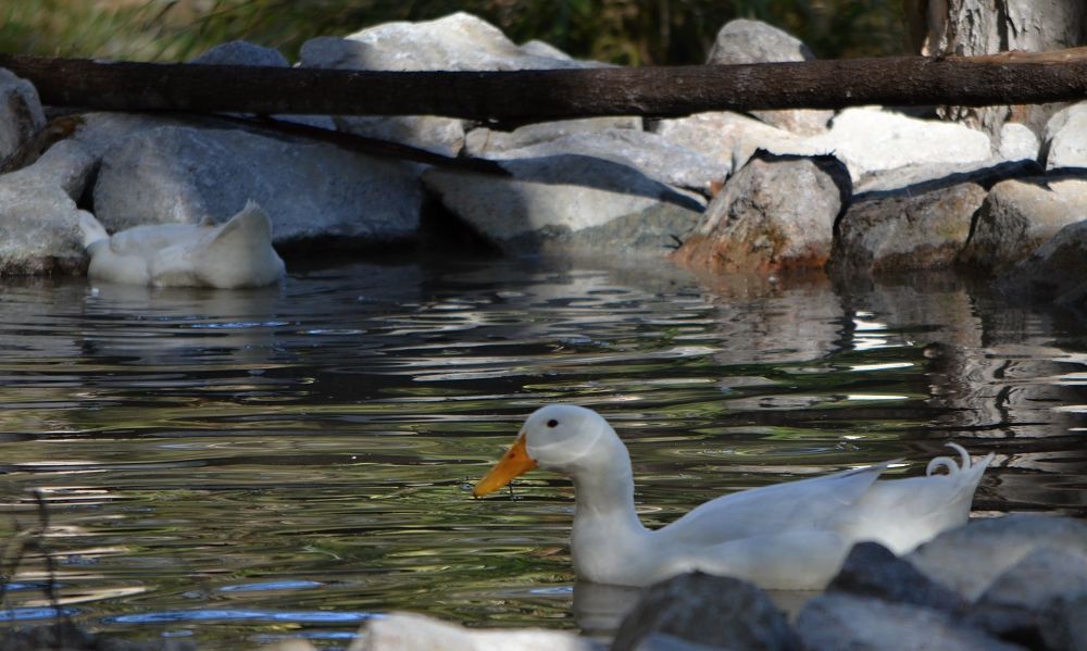 duck swimming in dam 2.jpg