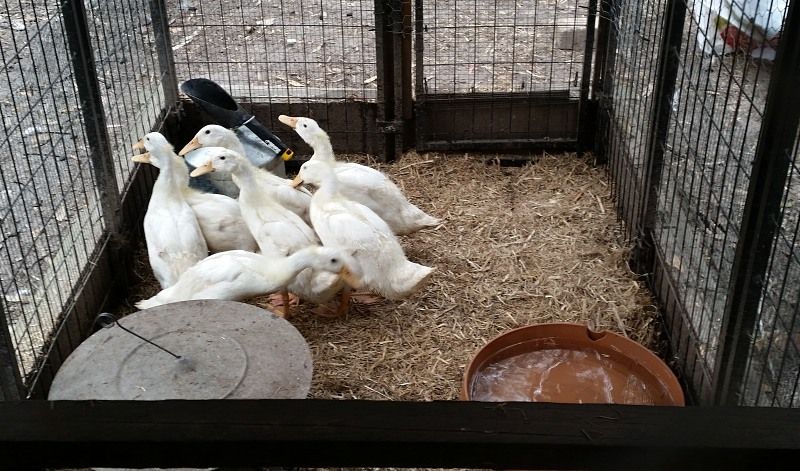 ducklings at about 6 weeks old in holding pen.jpg