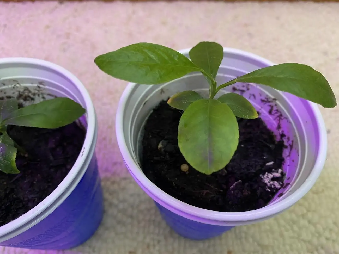 Help with Lemon Seedlings!