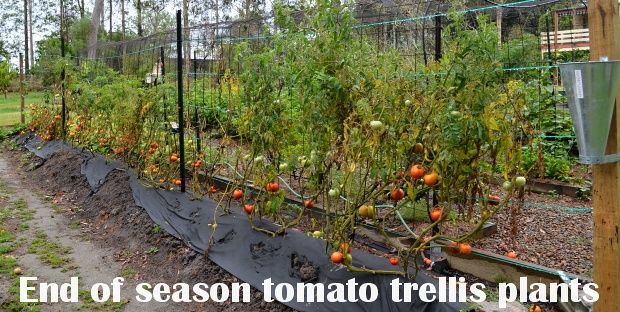 end of season tomato trellis plants 620.jpg