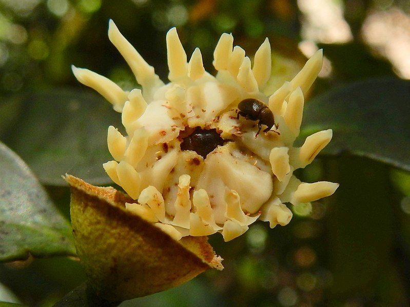 Eupomatia laurina [Flower & Elleschodes - P. Woodard, 2020].jpg