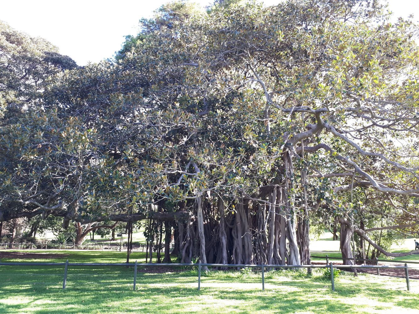 Ficus macrophylla [Lord Howe Island Fig] sml.jpg