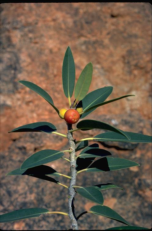 Ficus platypoda [Desert Fig - Fruit - ATLAS].jpeg