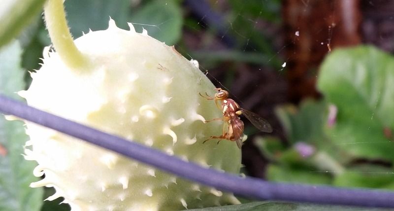 fruit fly stinging cucumber west indian.jpg