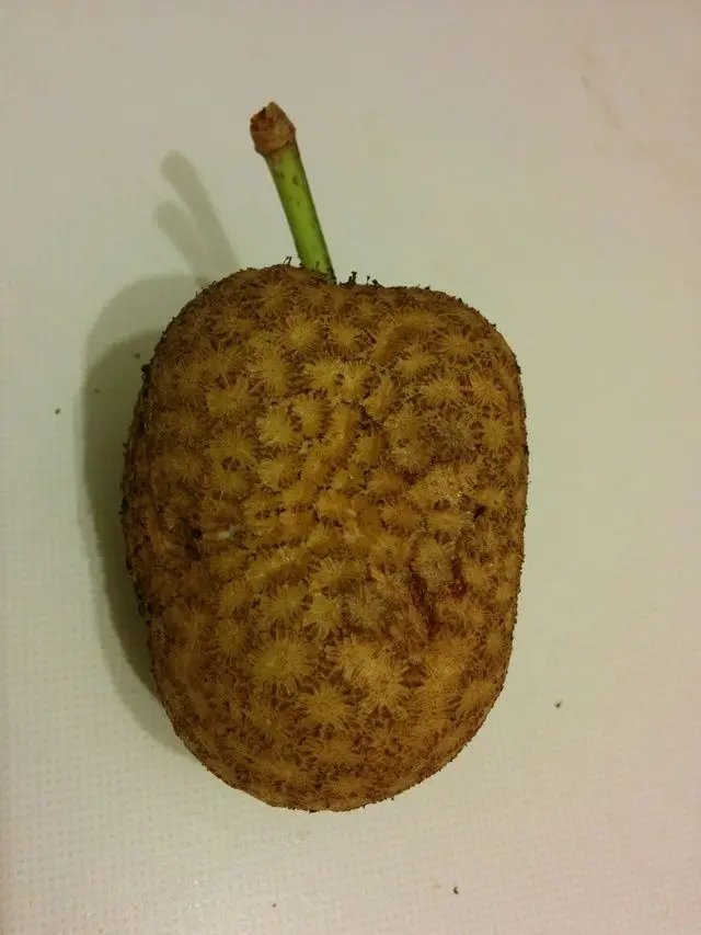 [SOLVED - Yes] Found this fruit.  Is it edible?