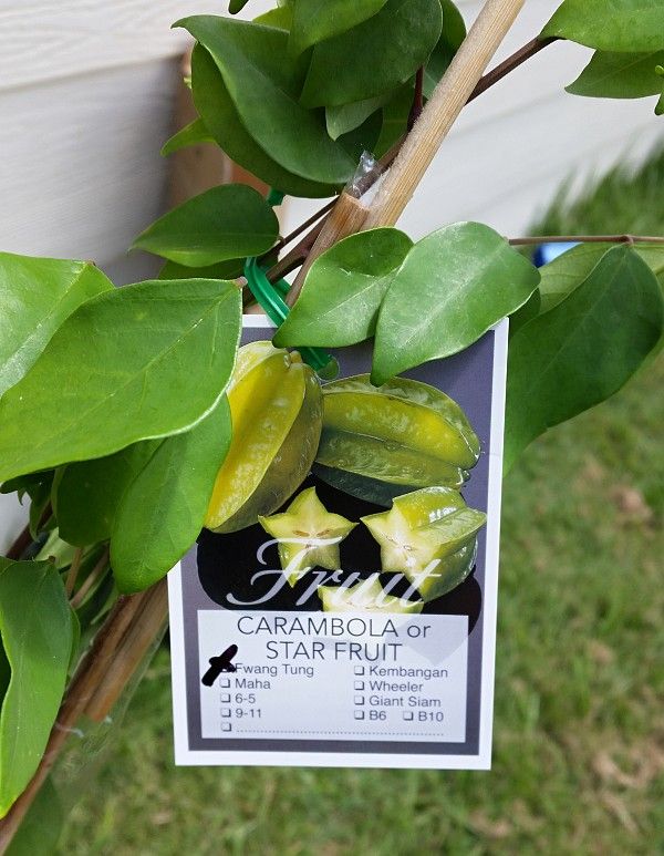 Fwang Tung star fruit packaged small fruit tree plant purchased off eBay.jpg