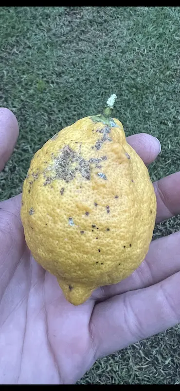 🍋 Old Lemon Tree | Help 🍋