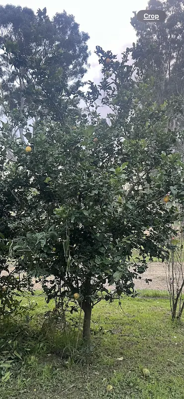 🍋 Old Lemon Tree | Help 🍋