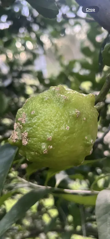 🍋 Old Lemon Tree | Help 🍋