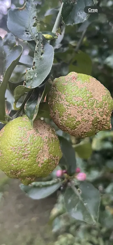 🍋 Old Lemon Tree | Help 🍋