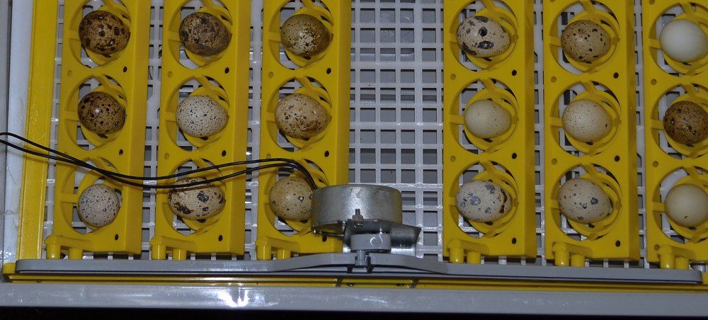 incubator egg autoturn motor.jpg