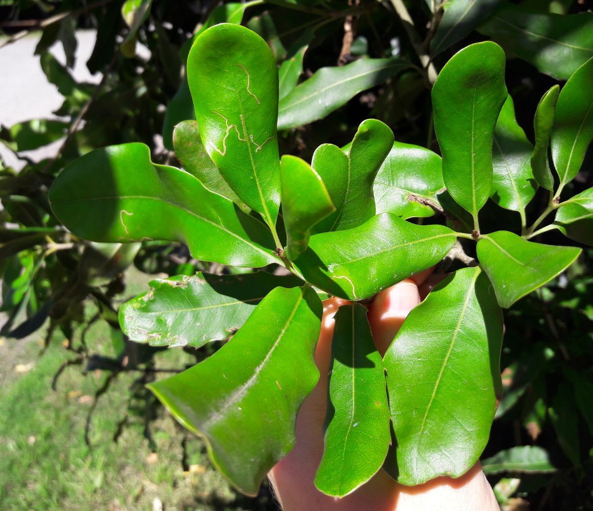 Macadamia integrifolia [foliage - Medowie, NSW, 2022] sml.jpg