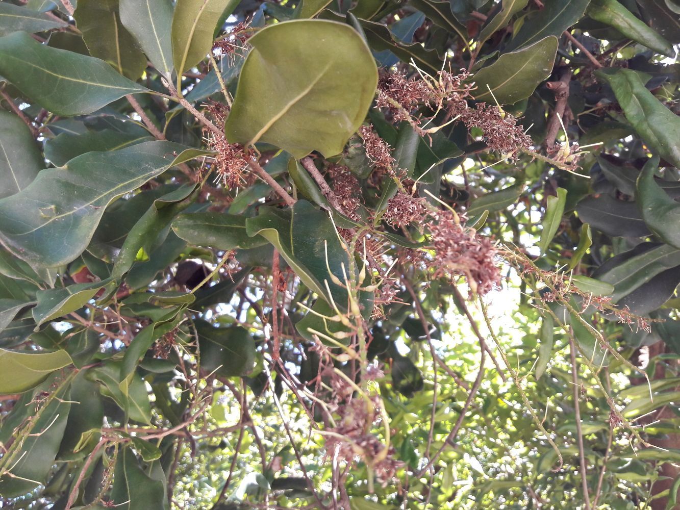 Macadamia integrifolia [spent flowers - Medowie, NSW, 2022] sml.jpg
