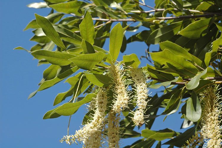 Macadamia jansenii [foliage & flowers - ATLAS - M. Fagg, 2008].jpeg