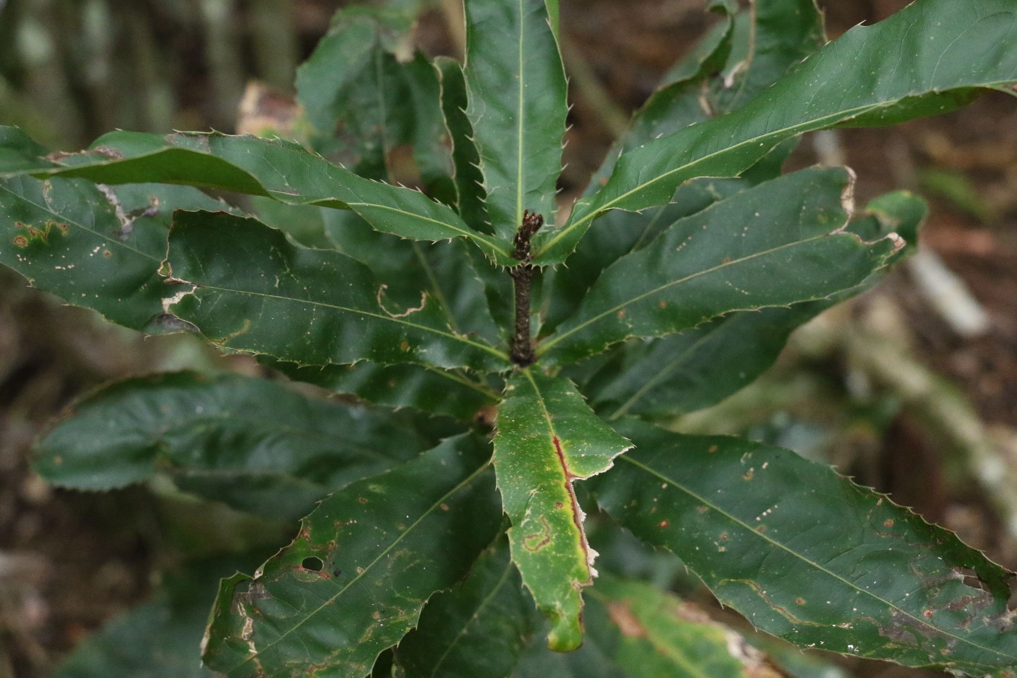 Macadamia tetriphylla [Leaves - ATLAS - G. Tasney, 2021].jpeg