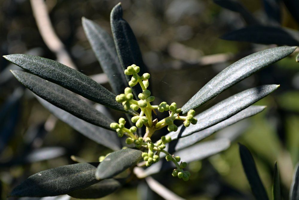 Manzanillo olive flower buds.jpg