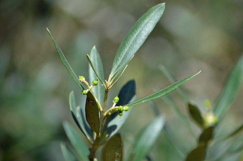manzanillo olives starting to grow.jpg