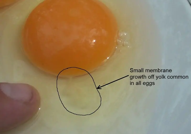 If I keep a rooster and thus have fertilised chicken eggs are they ok