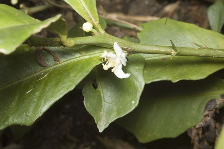 [Micro]citrus inodora [Foliage & flower - ATLAS - Russell River, Cape York].jpeg